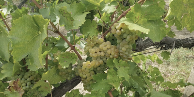 Uvas Sauvignon Blanc maduras en la vid. Hojas verdes
