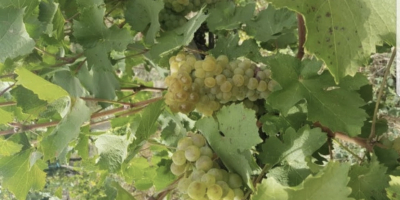 Uvas Sauvignon Blanc maduras en la vid. Hojas verdes