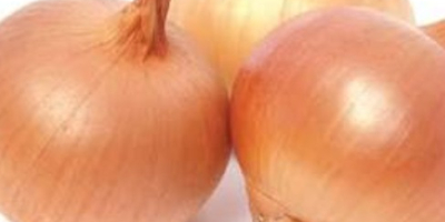 Necesitamos cebollas para el mercado alemán: 3 camiones, 23
