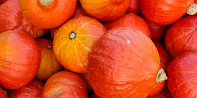 Vendo calabazas orgánicas de Hokkaido.