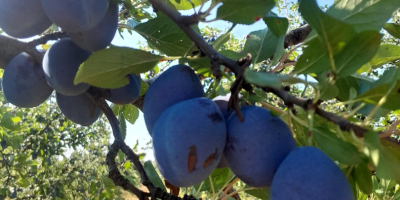 Ciruelas pasas variedad Stanley Tel-[número de teléfono]