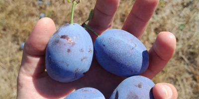 Ciruelas pasas variedad Stanley Tel-[número de teléfono]