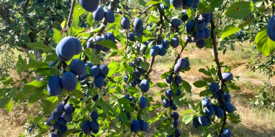 Ciruelas pasas variedad Stanley Tel-[número de teléfono]