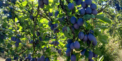 Ciruelas pasas variedad Stanley Tel-[número de teléfono]