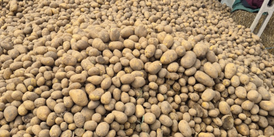 Patatas comestibles, variedades lila y jurek