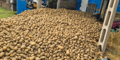 Patatas comestibles, variedades lila y jurek