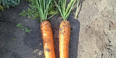 Zanahorias de la variedad Bastia en venta. Cosecha sana.