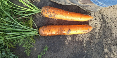 Zanahorias de la variedad Bastia en venta. Cosecha sana.