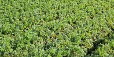 Zanahorias de la variedad Bastia en venta. Cosecha sana.