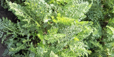 Zanahorias de la variedad Bastia en venta. Cosecha sana.