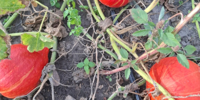 Vendo calabazas de Hokkaido de colores preciosos y de