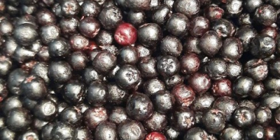 Aronia congelada, clase 1 - orgánica y convencional. Cantidades