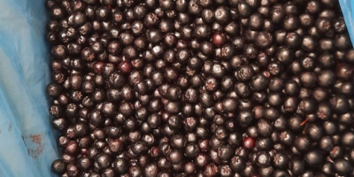 Aronia congelada, clase 1 - orgánica y convencional. Cantidades