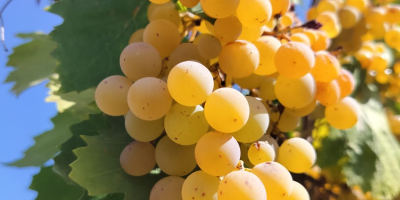 Las uvas blancas Malvasía ecológicas se venden a 50