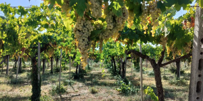 Las uvas blancas Malvasía ecológicas se venden a 50