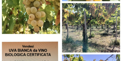 Las uvas blancas Malvasía ecológicas se venden a 50