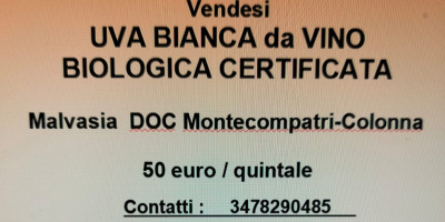 Las uvas blancas Malvasía ecológicas se venden a 50
