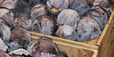 Vendo repollo blanco, de Saboya y morado en grandes