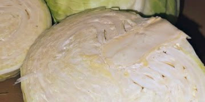 Vendo repollo blanco, de Saboya y morado en grandes