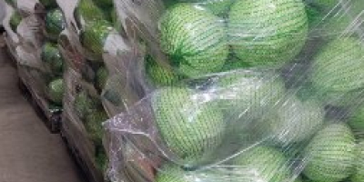 Vendo repollo blanco, de Saboya y morado en grandes