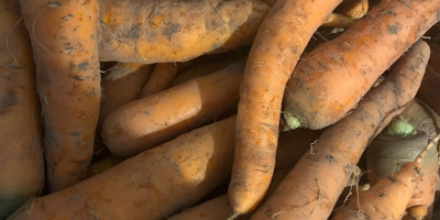 Venderé zanahorias de varios tamaños, sin lavar, limpias de