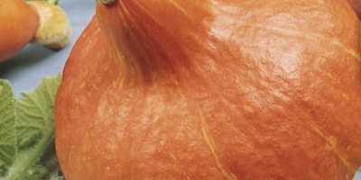 Calabaza de Hokkaido de una pequeña granja. Súper calidad