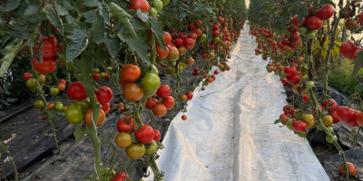 Venderé tomates nacionales en grandes cantidades, productor - [teléfono]