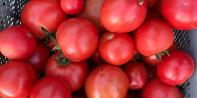 Venderé tomates nacionales en grandes cantidades, productor - [teléfono]