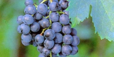 Uvas Merlo en venta. Disponibilidad de hasta 10 toneladas.