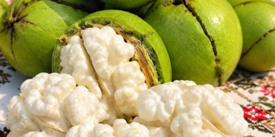 Nueces rumanas – 20 TM/mes Ofrecemos nueces rumanas de