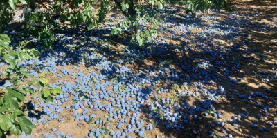 Vendo ciruelas pasas dulces de la variedad Stanley, cultivadas