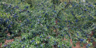 Vendo ciruelas pasas dulces de la variedad Stanley, cultivadas