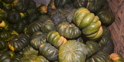 Calabazas moscatel en venta - cantidades al por mayor