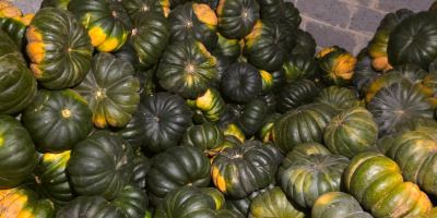 Calabazas moscatel en venta - cantidades al por mayor