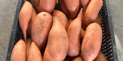 Batatas recolectadas a mano a la venta: amarillas, blancas