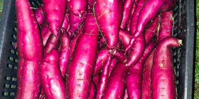 Batatas recolectadas a mano a la venta: amarillas, blancas