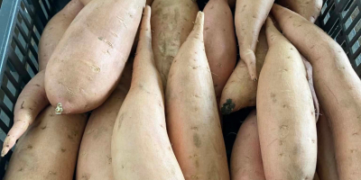 Batatas recolectadas a mano a la venta: amarillas, blancas