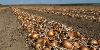 We offer high-quality fresh onions, grown and packed in
