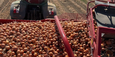 We offer high-quality fresh onions, grown and packed in