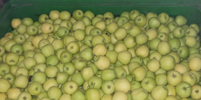 Venderé una manzana de papel verde-amarilla