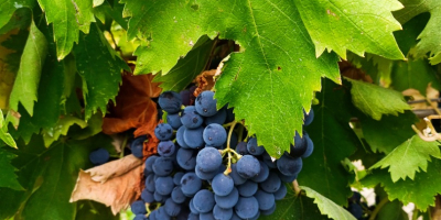UVAS PARA VINO EN VENTA EN LA ZONA DE