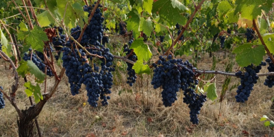 UVAS PARA VINO EN VENTA EN LA ZONA DE