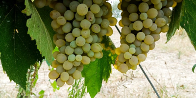 UVAS PARA VINO EN VENTA EN LA ZONA DE