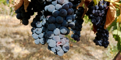 UVAS PARA VINO EN VENTA EN LA ZONA DE