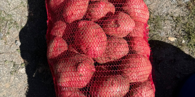 **PATATAS A LA VENTA – BELLAROSA Y CARRERA** Papas