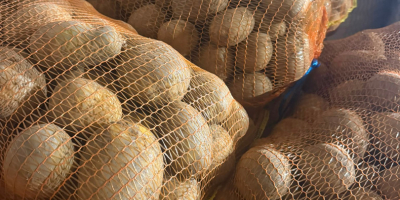 **PATATAS A LA VENTA – BELLAROSA Y CARRERA** Papas
