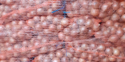 Ofrecemos cebolla amarilla en sacos de 10/15 kg. Realizamos
