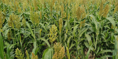 Buenos días, vendo 17 hectáreas de sorgo, para forraje