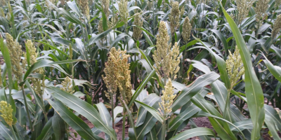 Buenos días, vendo 17 hectáreas de sorgo, para forraje