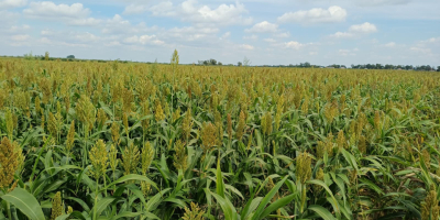 Buenos días, vendo 17 hectáreas de sorgo, para forraje